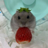 Hamster